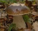 Quiz Champignons