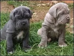 De quelle race sont ces chiots ?