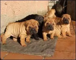 De quelle race sont ces chiots ?