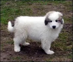 De quelle race est ce chiot ?