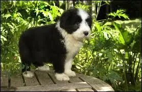 De quelle race est ce chiot ?