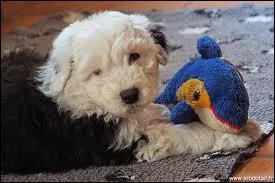 De quelle race est ce chiot ?