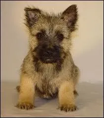Quel est ce chiot ?