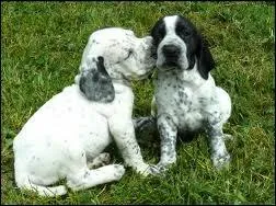 Quels sont ces chiots ?