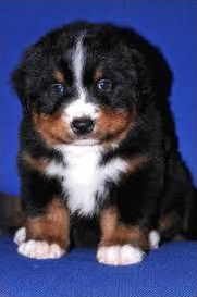 Quiz Chiens