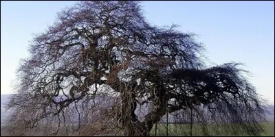Comment s'appelle l'ensemble des ramifications portées par la tige d'un arbre au-dessus du fût ?