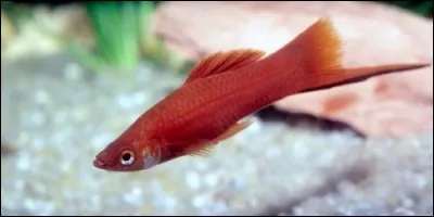 Comment s'appelle ce poisson, originaire du Mexique, aussi appelé porte-glaive ?