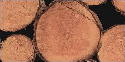 Les cercles visibles sur un tronc scié indiquent l'âge d'un arbre.