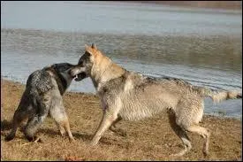 Roman de Gilbert Cesbron et de Mallorie Blackman :