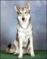 Livre de Gibert Cesbron :