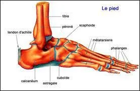 Roman d'Albertine Sarrazin :