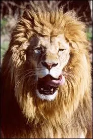 Quel est le cri du lion ?