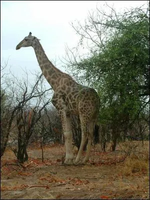 Qu'est-ce qu'un ongul ?