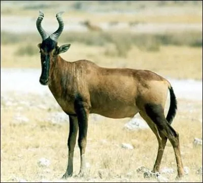 De quelle forme peuvent tre les cornes du bubale ?