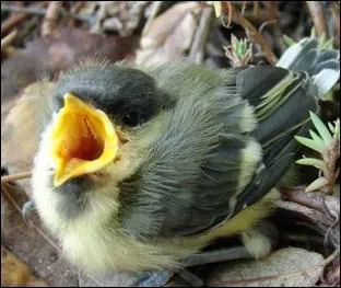 Quand dit-on de certains oiseaux qu'ils sont 'bjaunes' ?