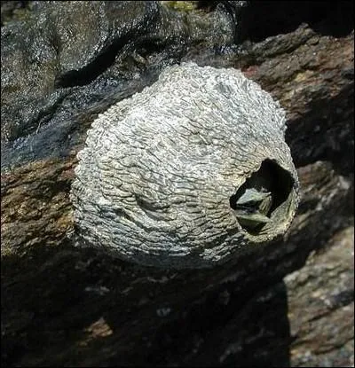 Comment s'appelle ce petit crustac qui se fixe sur les rochers littoraux ou sur les coquillages ?