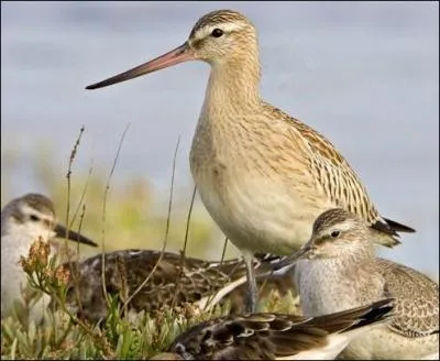 Quel est le nom de cet oiseau chassier ?