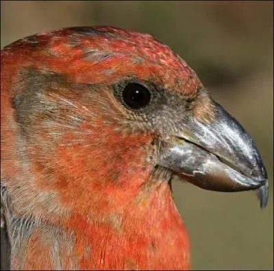 Comment se nomme cet oiseau passereau granivore, vivant dans les forts de conifres des montagnes de l'hmisphre Nord ?