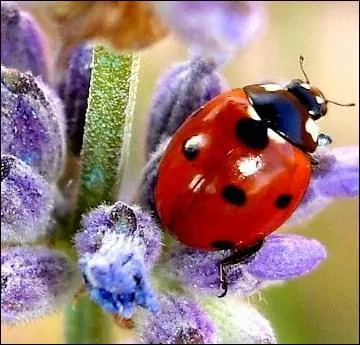 Quel est le vrai nom de la 'bte  Bon Dieu' ?