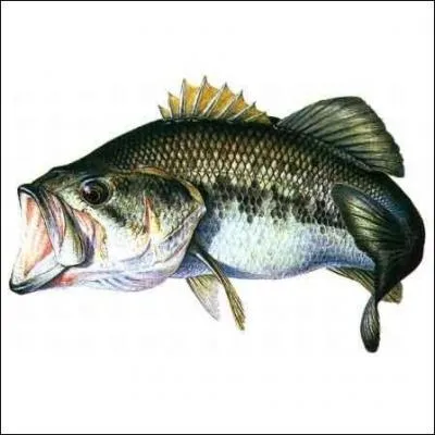 Comment appelle-t-on ce poisson, aussi communment appel 'achigan  grande bouche' ou encore 'perche truite' ?