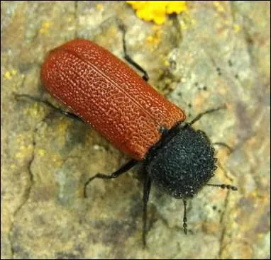 Quel est le rgime alimentaire du bostryche ?