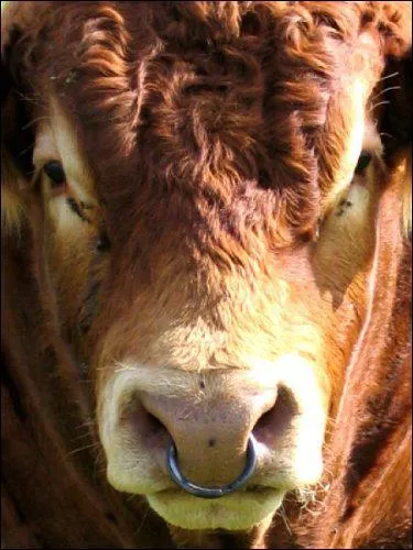 La famille des bovids comprend les bovins, les ovins, les caprins et les antilopes.