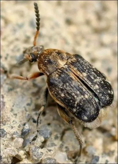 De quel lgume est particulirement friande la larve de la bruche ?