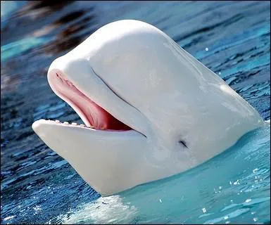 O habite le beluga ?