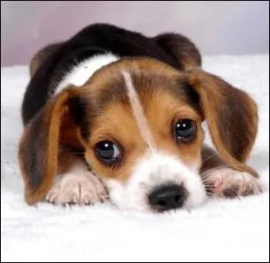 Le beagle est d'origine :