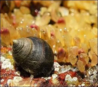 Comment s'appelle ce mollusque comestible, appel aussi 'vigneau' ou 'escargot de mer' ?