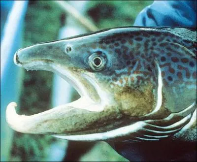 Quel animal ne rpond pas  la dfinition de 'bcard' ?