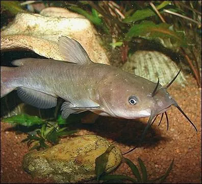 De mme le mot 'barbotte' peut dsigner plusieurs poissons. Lequel n'en fait pas partie ?