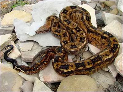 Combien d'espces comprend la famille des boas ?