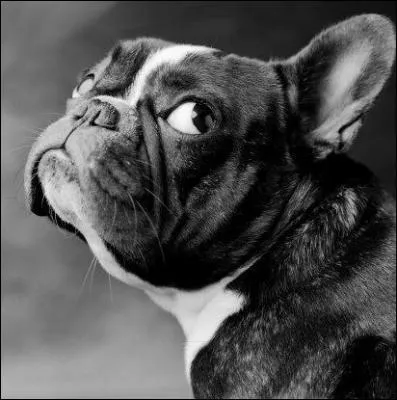 Ce chien est un bouledogue :