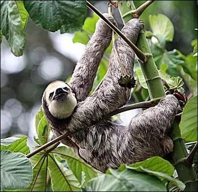 Pourquoi les bradypes sont-ils parfois aussi appels 'paresseux tridactyles' ?