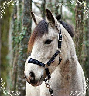 Les parties du licol : laquelle n'existe pas ?