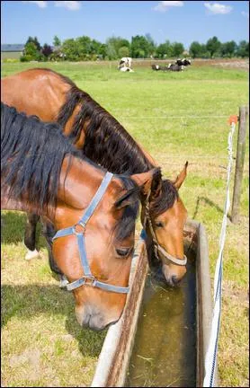 Combien de litres boit un cheval par jour ?