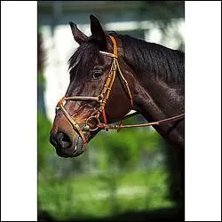 Quelle muserolles n'existent pas ?