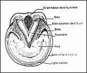 Comment s'appelle la partie situe juste au-dessus de la paroi du sabot ?