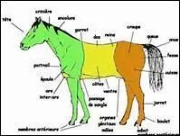 Les proportions ne sont pas les mmes chez le cheval et chez le poney. Comment dfinir ces dernires chez le poney ?