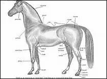 Entre la croupe et le garrot, lequel doit tre plus haut pour que le cheval soit harmonieux ?