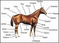 La morphologie du cheval est le fruit d'une longue volution. Combien d'annes sparent le cheval actuel de son premier anctre ?