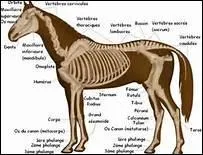 Comment s'appelle le creux juste au-dessus des yeux ?