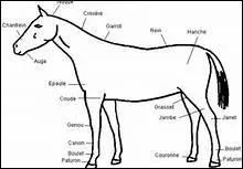 Combien d'os relient les antrieurs au thorax ?