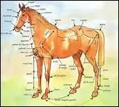 A quelle partie du corps humain correspond le genou du cheval ?
