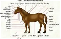 Le cheval possde-t-il un clavicule ?