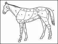 O se trouve le coude du cheval ?