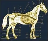 Si toutes les parties d'un cheval sont proportionnes, que dit-on de lui ?