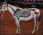 Qu'est-ce qui permet au cheval de dormir debout ?