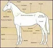 Quelle taille minimum doit mesurer un cheval sous peine d'tre considr comme un poney ?